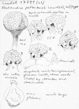 Vorschaubild Nectandra petenensis Lundell